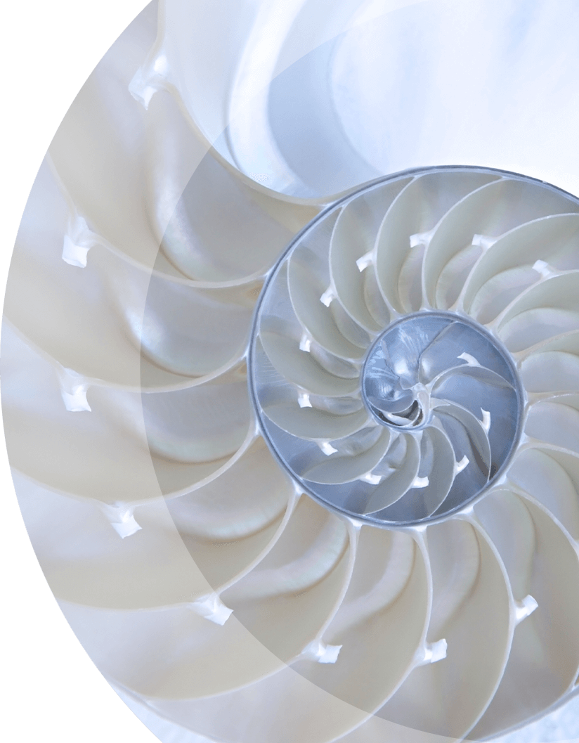 a shell as a metaphor for protection