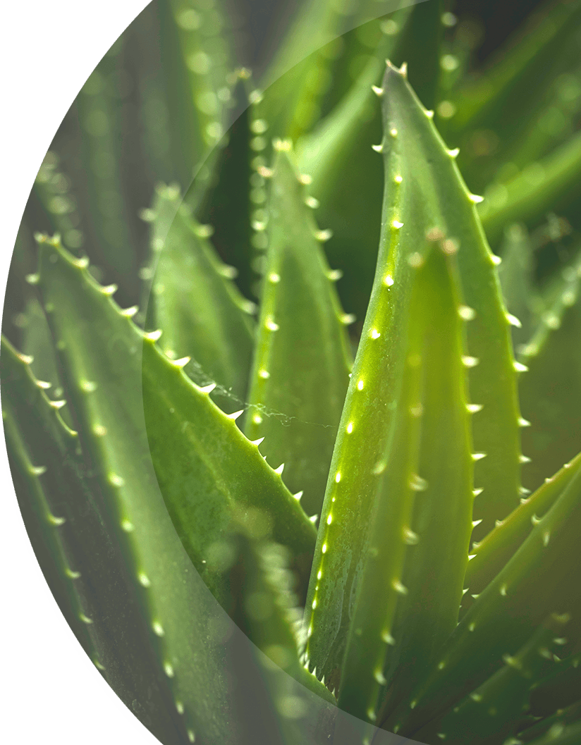 spikey aloe as a metaphor for protection and cyber security